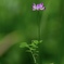 蓮華