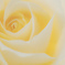 pale yellow gradation