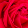 深紅の薔薇