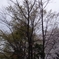 としまえんの桜