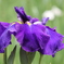 花菖蒲　20250519