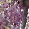 藤の花