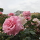 薔薇