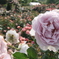 薔薇