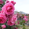 薔薇