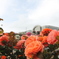 薔薇