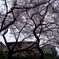としまえんの桜２