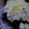 『 hydrangea 』
