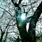 2025.04.05　09：48：54　紀美野町周辺の桜　Z6　24－120（2