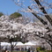 桜まつり
