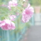 「薔薇は・・・」