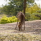 奈良公園の鹿さんは桜好き