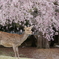奈良公園の鹿とさくら