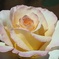 春の花P4300109