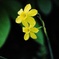 春の花P4300146