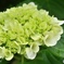 紫陽花記録11