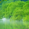 水没林