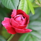 薔薇