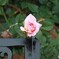 夏薔薇