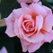 桃薔薇
