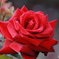 赤薔薇