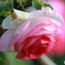 キレイな薔薇
