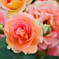 Orange Rose