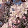 2025の桜