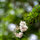 卯の花　その２