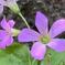 Pink Woodsorrel