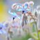 spring path 213