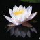 睡蓮　その１