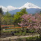 Spring　Garden