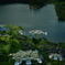 岸壁の花