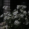 Jupiter-3 5cm f1.5