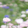 ヤグルマギク