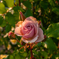 夕方の薔薇