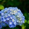 紫陽花