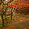 福島県桑折町半田沼紅葉