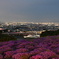 芝桜と夜景