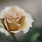 シックな薔薇