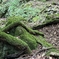 修験の森