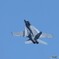 F/A-18F スーパーホーネット　IMG_2297_NOEDIT