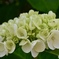 紫陽花記録12