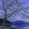 一本桜と紅富士