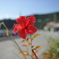 座間味島