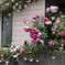 _1040521_DxO