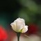 春 薔 薇