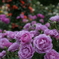 続・薔薇園散策 ②