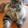 大好きなうちの猫